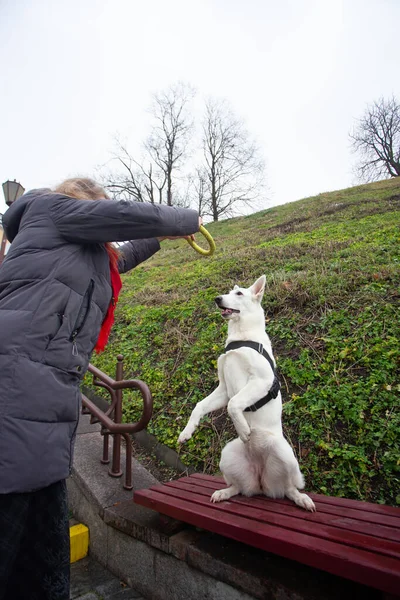 Eine Frau Trainiert Ihren Süßen Hund Weißer Schweizer Schäferhund Freien — Stockfoto