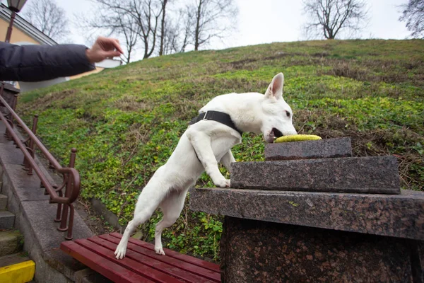 女性は彼女のかわいい犬を訓練しています市内公園の階段で屋外の白いスイスの羊飼い — ストック写真