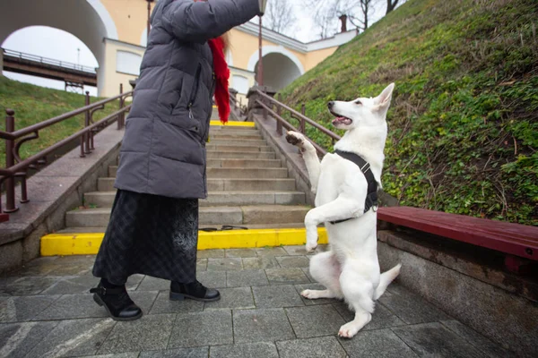 女性は彼女のかわいい犬を訓練しています市内公園の階段で屋外の白いスイスの羊飼い — ストック写真