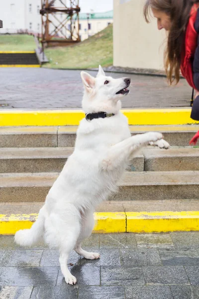 Woman Training Her Cute Dog White Swiss Shepherd Outdoors Staircase — Stock Photo, Image