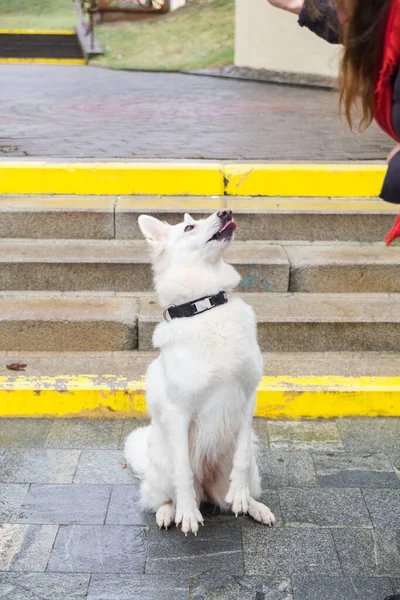 Eine Frau Trainiert Ihren Süßen Hund Weißer Schweizer Schäferhund Freien — Stockfoto