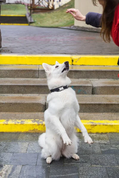 Kvinna Tränar Sin Söta Hund White Swiss Shepherd Utomhus Trappa — Stockfoto