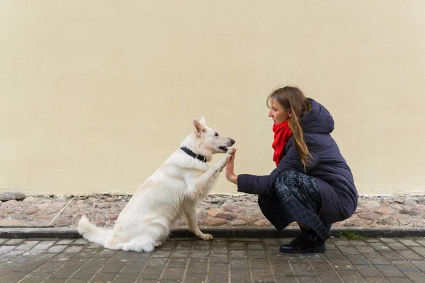 Kvinna Tränar Sina Två Söta Hundar Vita Schweiziska Shepherds Utomhus — Stockfoto