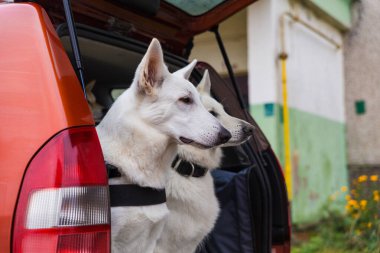 Eğitimli beyaz İsviçreli çoban köpeği arabanın bagajında hazır bekliyor.