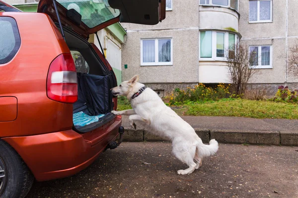車の後部トランクの中にジャンプする訓練された白いスイスの羊飼いの犬行く準備ができて — ストック写真