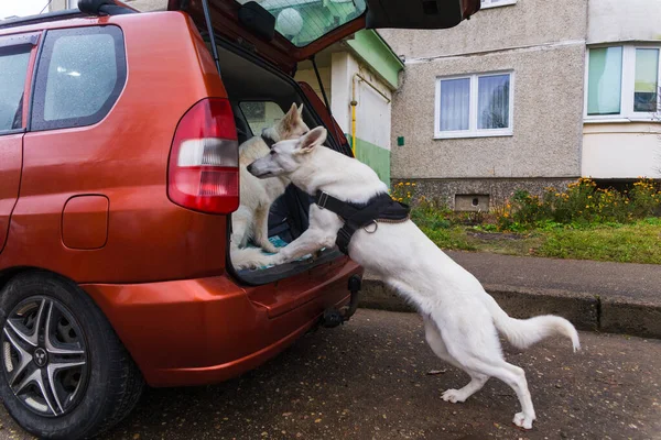 Trained White Swiss Shepherd Dog Jumping Rear Trunk Car Ready — Stock Photo, Image