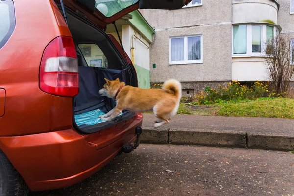 Тренированная Собака Сиба Ину Запрыгивает Багажник Машины Готовая Движению — стоковое фото