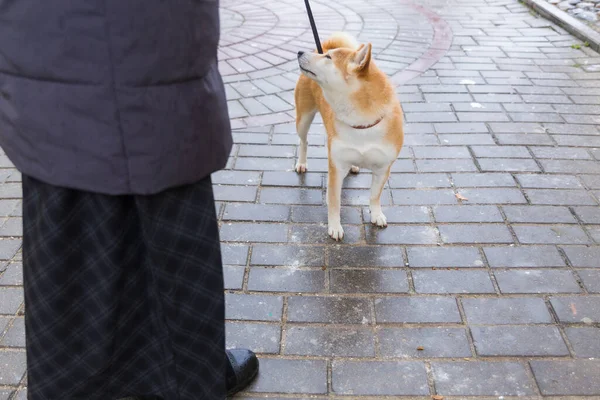 Der Shiba Inu Hund Wendet Sich Von Seiner Besitzerin Wenn — Stockfoto