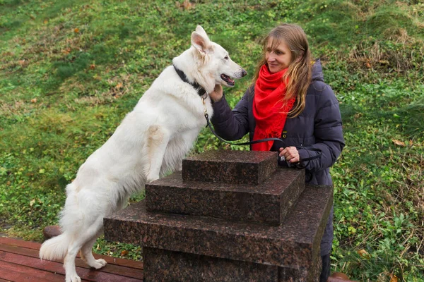 Adorable Jeune Chien Berger Suisse Blanc Avec Son Propriétaire Sur — Photo