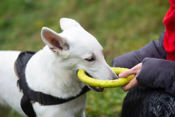 Een Vrouw Speelt Met Een Witte Zwitserse Herder Hond Met — Stockfoto