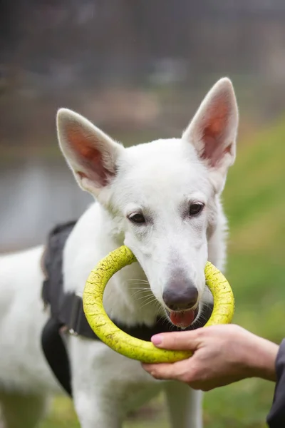 Een Vrouw Speelt Met Een Witte Zwitserse Herder Hond Met — Stockfoto