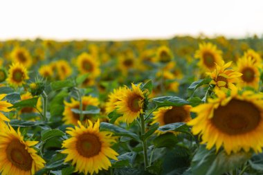 Gökyüzünün arka planında güzel ayçiçekleri. Ayçiçeği tarlası, parlak sarı yapraklar, yeşil yapraklar. Yazın parlak geçmişi, tarım, hasat konsepti. Ayçekirdeği, sebze yağı