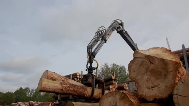 Beladener Holztransporter mit gefällten Bäumen kommt auf Sägewerk an. Lizenzfreies Stock-Filmmaterial