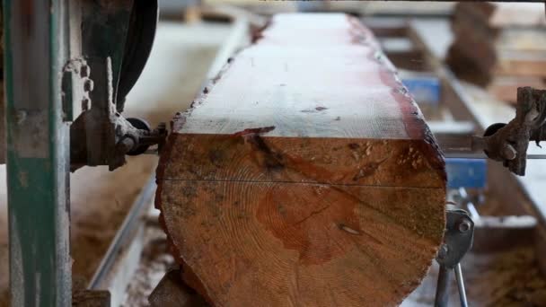 Närbild av sågad furu stock på sågmaskin vid träfabrik. — Stockvideo