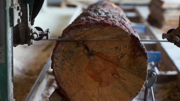 Closeup of cut pine tree log on sawing machine at wood production factory. — Stock Video