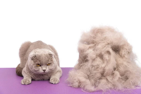 動物の美容室で散髪した後 ペルシャの灰色の猫は彼自身の毛皮の大きな山を驚かせて見えます 選択的フォーカス 白に隔離された — ストック写真