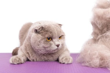 Bir İngiliz gri kedisi, bir hayvan güzellik salonunda saç tıraşı olduktan sonra büyük bir kürk yığınına şaşkınlıkla bakar. Seçici odaklanma. Beyazda izole edilmiş.