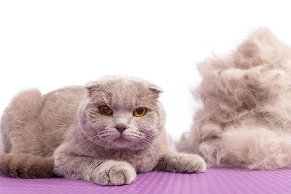 영국의한 고양이는 미용실에서 머리를 후자기 모피의 커다란 무더기 카메라 바라본다 — 스톡 사진
