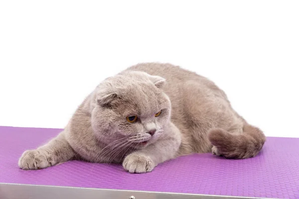 Impresionante Gris Adulto Británico Taquigrafía Gato Acostado Frente Mirando Con — Foto de Stock