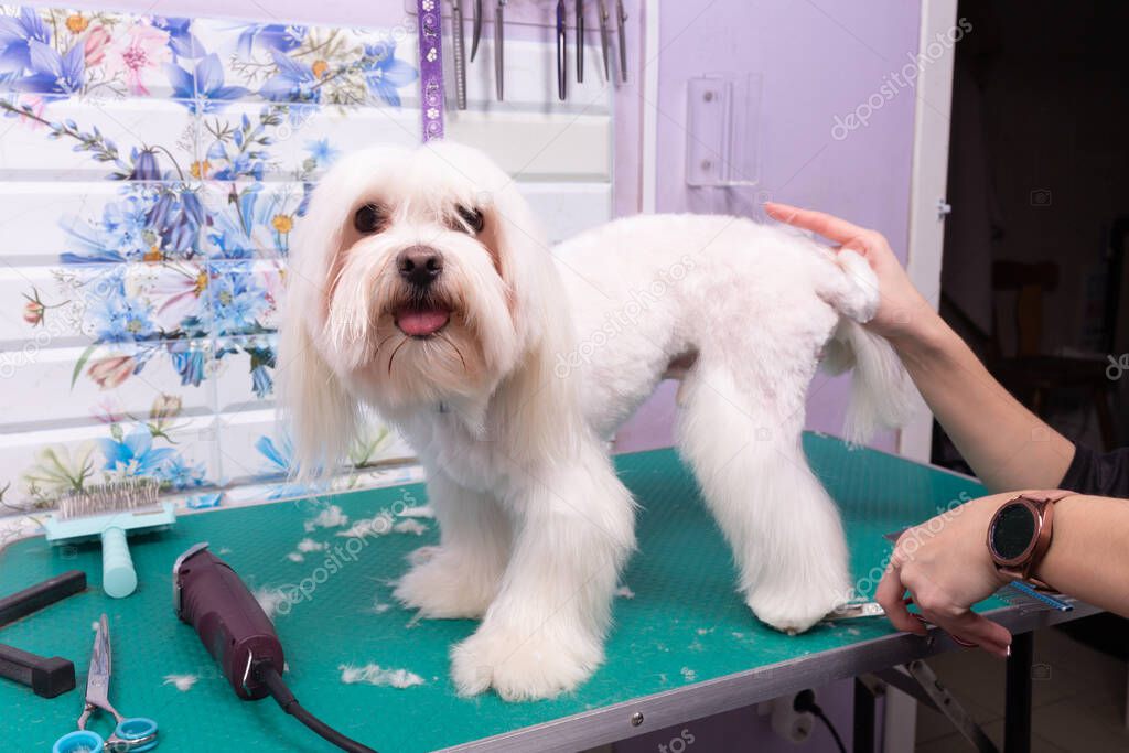 Professional groomer takes care of Maltese lapdog in animal beauty salon. Grooming salon worker cuts hair on white decorative toy dog paw in close up. Specialist works with comb scissors.