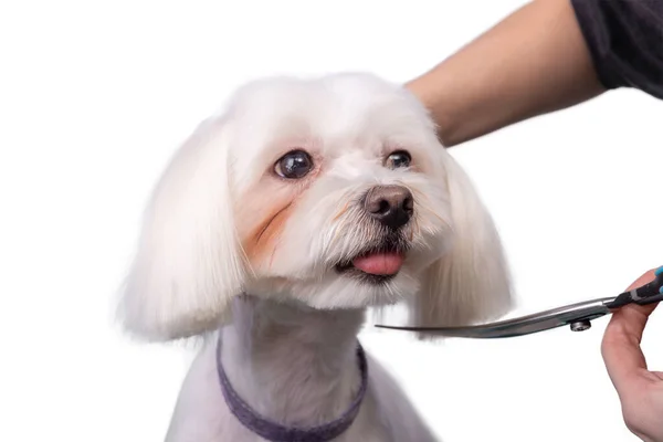 Professional Groomer Takes Care Maltese Lapdog Animal Beauty Salon Grooming — Stock Photo, Image