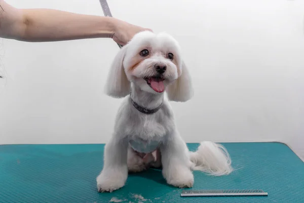 Curatore Professionale Prende Cura Cagnolino Maltese Nel Salone Bellezza Animale — Foto Stock