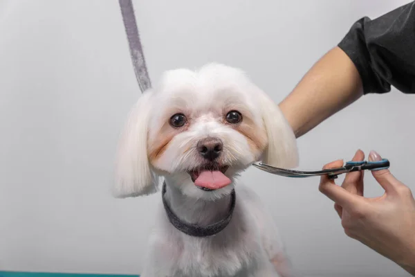 Professionele Groomer Zorgt Voor Maltese Lapdog Dierenschoonheidssalon Grooming Salon Werknemer — Stockfoto