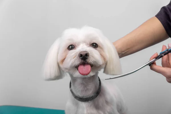 Professional groomer takes care of Maltese lapdog in animal beauty salon. Grooming salon worker cuts hair on white decorative toy dog ears in close up. Specialist works with curved scissors.