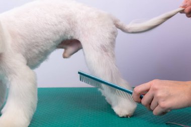 Profesyonel tımarcı, hayvan güzellik salonunda Maltalı süs köpeğiyle ilgileniyor. Bakım salonu çalışanı, beyaz oyuncak köpek patisinin saçlarını yakından tarıyor. Uzman metal saç fırçasıyla çalışıyor..