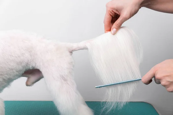 Professional Groomer Takes Care Maltese Lapdog Animal Beauty Salon Grooming — Stock Photo, Image