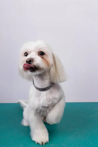 Bonito Cão Brinquedo Maltês Mesa Salão Arrumação Retrato Cão Branco — Fotografia de Stock