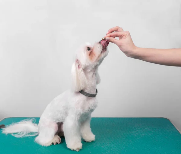 Kuaför Iyi Halden Dolayı Saç Tıraşından Sonra Malta Köpeğini Tedavi — Stok fotoğraf