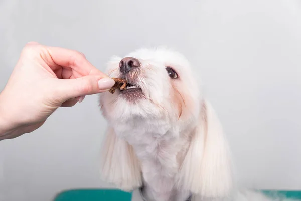 Parrucchiere Tratta Cagnolino Maltese Dopo Taglio Capelli Una Buona Condotta — Foto Stock