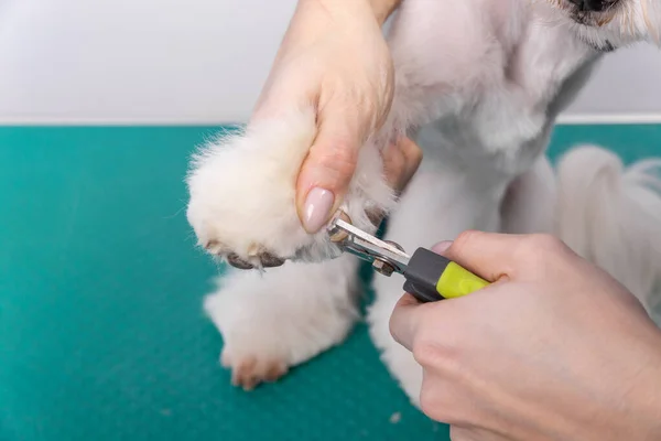 Woman Cuts Her Claws Maltese Lapdog Beautiful Decorative Dog Grooming — Stock Photo, Image