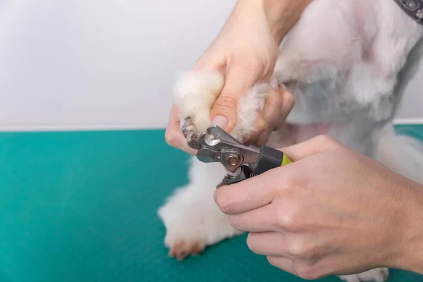 Kvinna Klipper Klorna Maltesisk Knähund Vacker Dekorativ Hund Grooming Förfarande — Stockfoto