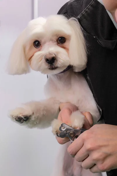 Eine Frau Schneidet Einem Maltesischen Schoßhund Die Krallen Schöne Dekorative — Stockfoto