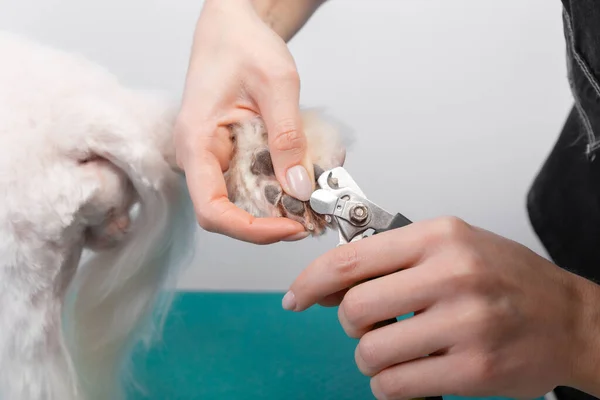 Kvinna Klipper Klorna Maltesisk Knähund Vacker Dekorativ Hund Grooming Förfarande — Stockfoto