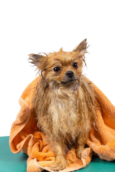 Molhado Engraçado Laranja Pomeranian Spitz Envolto Uma Toalha Cão Lavado — Fotografia de Stock