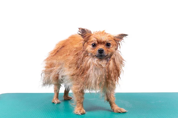 Nat Grappig Oranje Pommerse Spitz Hond Wordt Gewassen Voor Het Stockfoto