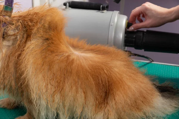 Professionelle Frau Trocknet Nassen Pommerschen Spitzhund Pflegesalon Schöne Sicht Auf — Stockfoto