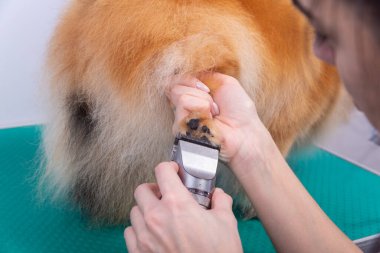 Güzellik salonunda köpekler için kızıl saçlı Pomeranya köpeği olan kadın kuaför. Köpek bakımı ve bakımı konsepti. Saç kesimi köpekleri makaslama makinesiyle pençelerinde kürk.