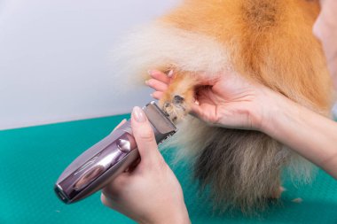 Female groomer haircut Pomeranian dog with red hair in the beauty salon for dogs. The concept of grooming and caring for dogs. Haircut dogs fur on paws with a shearing machine close up. clipart