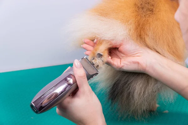 Corte Cabelo Feminino Groomer Pomeranian Cão Com Cabelo Vermelho Salão — Fotografia de Stock