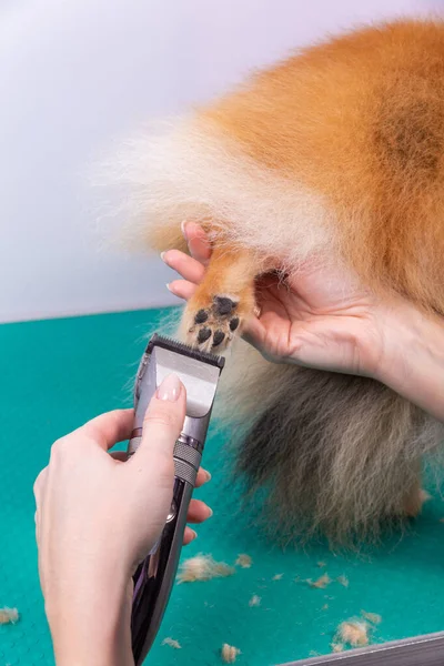 Kvinde Groomer Haircut Pomeranian Hund Med Rødt Hår Skønhedssalonen Til - Stock-foto