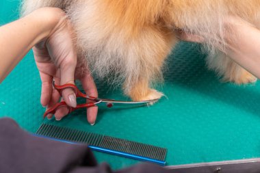 Profesyonel kuaför, hayvan güzellik salonunda Orange Pomeranian Spitz 'in icabına bakar. Bakımcı kuaför, dekoratif oyuncak köpek patisinin kıllarını kesiyor. Uzman kavisli makasla çalışır.