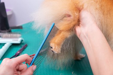 Profesyonel kuaför, hayvan güzellik salonunda Orange Pomeranian Spitz 'in icabına bakar. Bakımcı kuaför, dekoratif oyuncak köpek patisinin kıllarını kesiyor. Uzman, metal fırçayla çalışıyor..