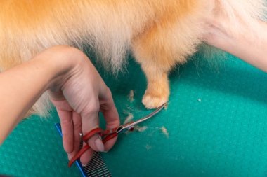 Profesyonel kuaför, hayvan güzellik salonunda Orange Pomeranian Spitz 'in icabına bakar. Bakımcı kuaför, dekoratif oyuncak köpek patisinin kıllarını kesiyor. Uzman kavisli makasla çalışır.