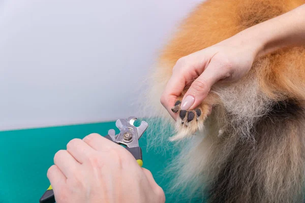 Woman Cuts Her Claws Pomeranian Dog Beautiful Decorative Dog Grooming — Stock Photo, Image