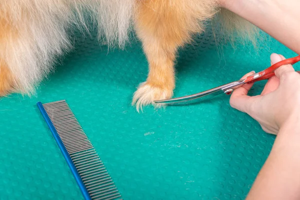 プロのグルーマーは動物の美容室でオレンジポメラニアンスピッツの世話をします グルーミングサロンの労働者は密接に装飾的なおもちゃの犬の足で髪をカットします 専門家は湾曲したはさみで働く — ストック写真