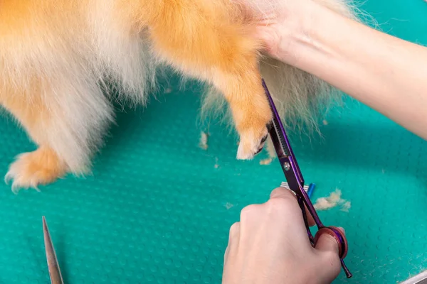 Szakmai Ápoló Gondoskodik Orange Pomeranian Spitz Állati Szépségszalonban Grooming Szalon — Stock Fotó